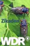 Zikaden, WDR
