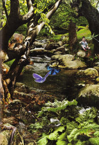 Illustration in: Der grüne Planet